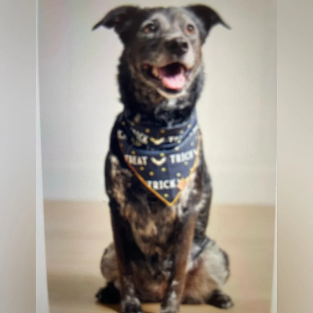 ❤️ ANTHROPOLOGIE DOG BANDANA NEW HALLOWEEN